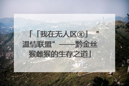 「我在无人区⑧」“温情联盟”——黔金丝猴雌猴的生存之道