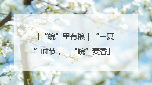 “皖”里有粮｜“三夏”时节，一“皖”麦香