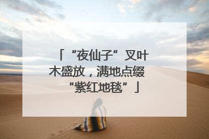 “夜仙子”叉叶木盛放，满地点缀“紫红地毯”