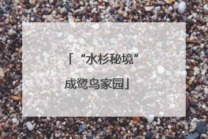“水杉秘境”成鹭鸟家园