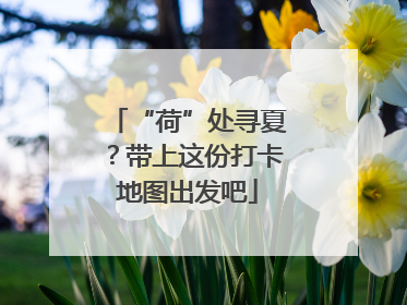 “荷”处寻夏？带上这份打卡地图出发吧