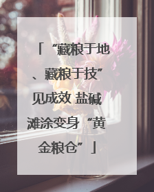 “藏粮于地、藏粮于技”见成效 盐碱滩涂变身“黄金粮仓”