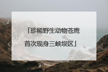 珍稀野生动物苍鹰首次现身三峡坝区