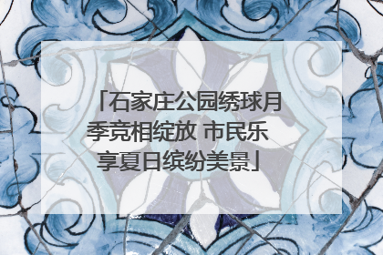 石家庄公园绣球月季竞相绽放 市民乐享夏日缤纷美景