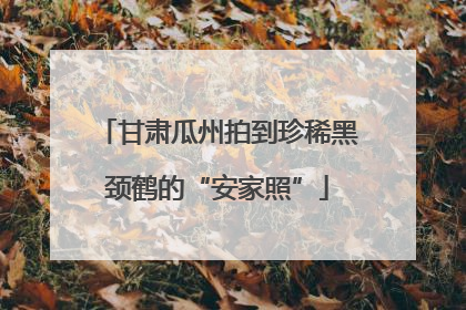 甘肃瓜州拍到珍稀黑颈鹤的“安家照”