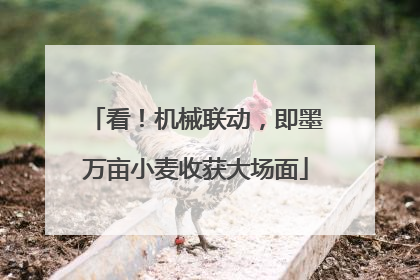看！机械联动，即墨万亩小麦收获大场面