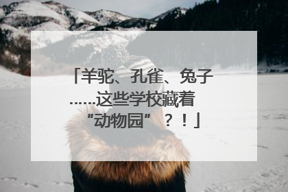 羊驼、孔雀、兔子……这些学校藏着 “动物园”？！