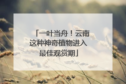 一叶当舟！云南这种神奇植物进入最佳观赏期