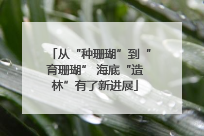 从“种珊瑚”到“育珊瑚” 海底“造林”有了新进展