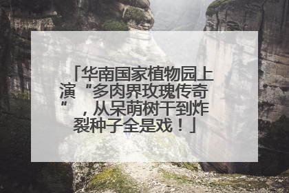 华南国家植物园上演“多肉界玫瑰传奇”，从呆萌树干到炸裂种子全是戏！