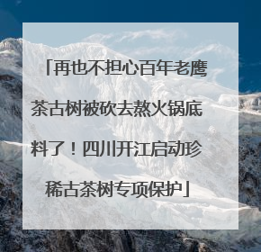 再也不担心百年老鹰茶古树被砍去熬火锅底料了！四川开江启动珍稀古茶树专项保护