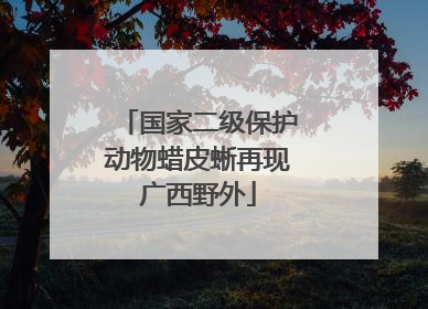 国家二级保护动物蜡皮蜥再现广西野外
