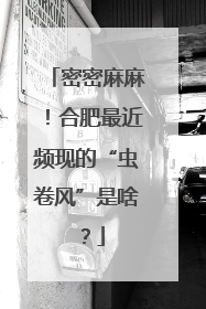 密密麻麻！合肥最近频现的“虫卷风”是啥？