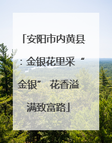 安阳市内黄县：金银花里采“金银” 花香溢满致富路