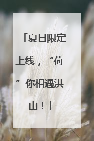 夏日限定上线，“荷”你相遇洪山！