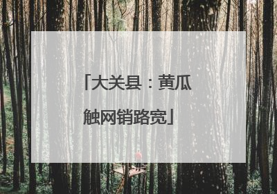 大关县：黄瓜触网销路宽