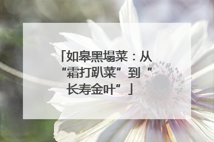 如皋黑塌菜：从“霜打趴菜”到“长寿金叶”