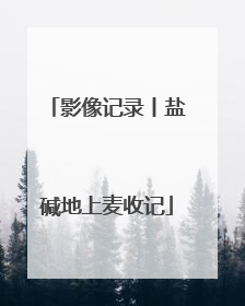 影像记录丨盐碱地上麦收记