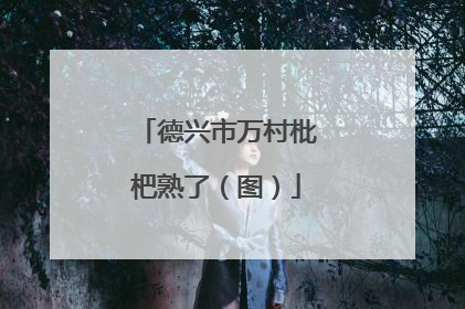 德兴市万村枇杷熟了（图）