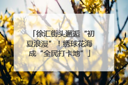 徐汇街头邂逅“初夏浪漫”！绣球花海成“全民打卡地”
