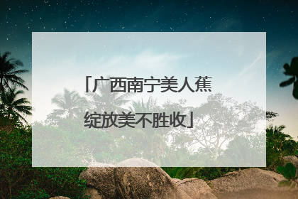 广西南宁美人蕉绽放美不胜收