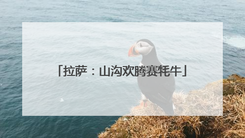 拉萨：山沟欢腾赛牦牛