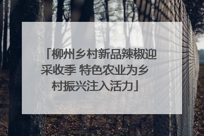 柳州乡村新品辣椒迎采收季 特色农业为乡村振兴注入活力