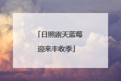 日照露天蓝莓迎来丰收季