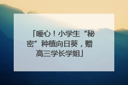 暖心！小学生“秘密”种植向日葵，赠高三学长学姐