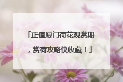 正值厦门荷花观赏期，赏荷攻略快收藏！