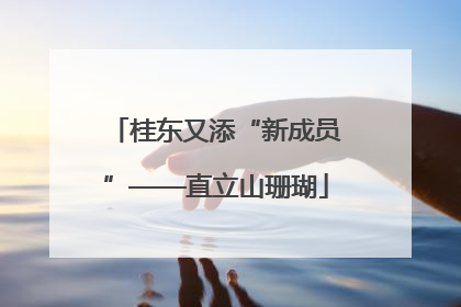 桂东又添“新成员”——直立山珊瑚