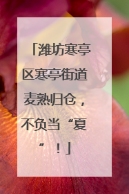 潍坊寒亭区寒亭街道麦熟归仓，不负当“夏”！