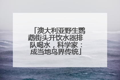 澳大利亚野生鹦鹉街头开饮水器排队喝水，科学家：成当地鸟界传统