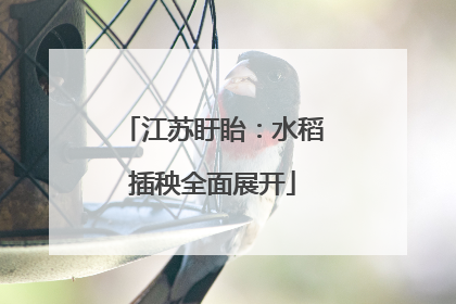 江苏盱眙：水稻插秧全面展开