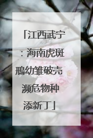 江西武宁：海南虎斑鳽幼雏破壳 濒危物种添新丁