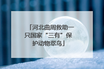 河北曲周救助一只国家“三有”保护动物翠鸟