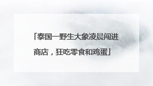 泰国一野生大象凌晨闯进商店，狂吃零食和鸡蛋