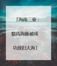 海南三亚：糙齿海豚被成功放归大海