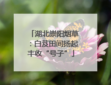 湖北崇阳烟草：白芨田间扬起丰收“号子”