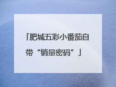 肥城五彩小番茄自带“销量密码”