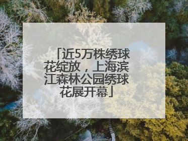 近5万株绣球花绽放，上海滨江森林公园绣球花展开幕