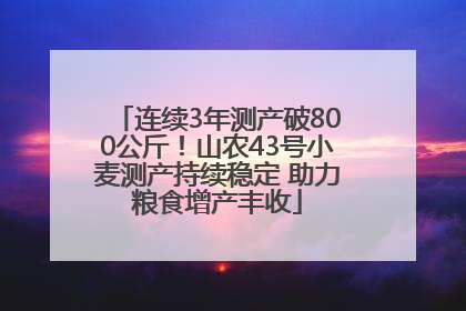 连续3年测产破800公斤！山农43号小麦测产持续稳定 助力粮食增产丰收