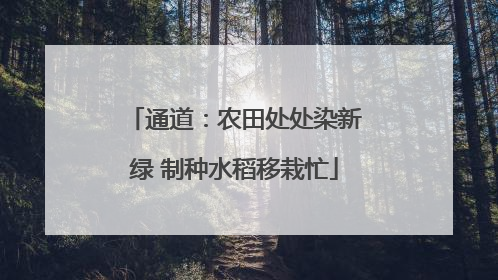 通道：农田处处染新绿 制种水稻移栽忙