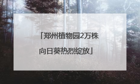郑州植物园2万株向日葵热烈绽放