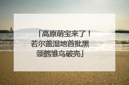 高原萌宝来了！若尔盖湿地首批黑颈鹤雏鸟破壳