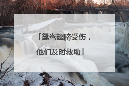 鸳鸯翅膀受伤，他们及时救助