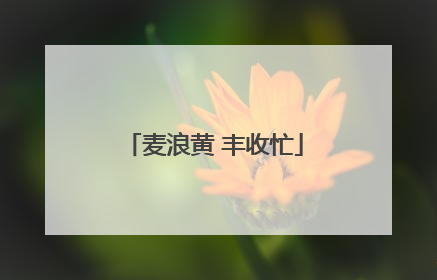 麦浪黄 丰收忙